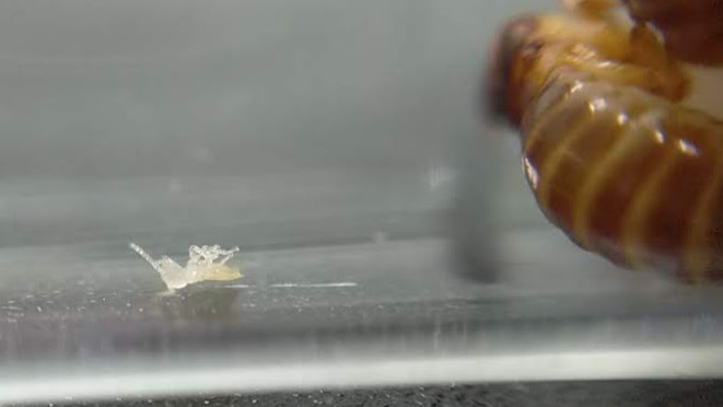 オオシロアリ幼虫死亡