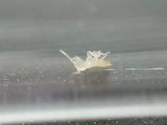 オオシロアリ幼虫の死骸